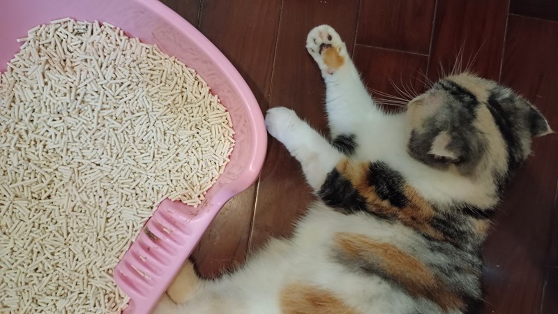 女人知己試用大隊,口碑行銷,部落客行銷,PurreLand 倍淨豆腐貓砂,好市多購買,COSTCO購買,豆腐貓砂,PurreLand倍淨,低粉塵,易清理,可沖馬桶,提供絕佳的除臭與凝結力,豆腐貓砂評價,貓砂評價,使用心得,貓砂分享,好用,原味,綠茶,豆腐砂,水量需完全覆蓋貓砂,水量需貓砂的2~3倍以上,豆腐砂評價,高CP值,划算